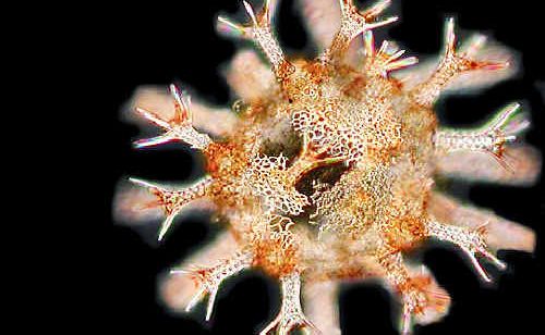 New research, involving Southern Cross University scientists, shows juvenile sea urchins struggle to survive in warming ocean temperatures. New research, involving Southern Cross University scientists, shows juvenile sea urchins struggle to survive in warming ocean temperatures.